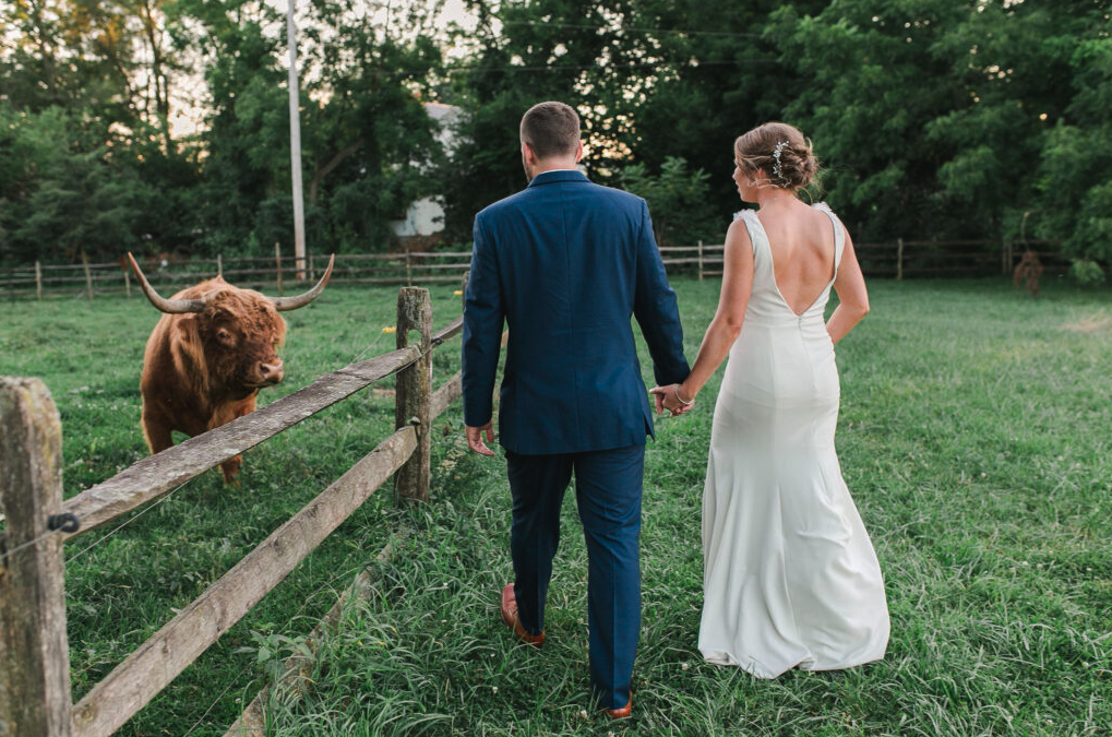 bride groom cow